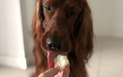Kéfir para perros
